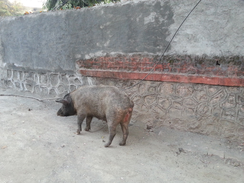 On our 25 min walk to the bus that transports us to the venue we came across this fellow! He was alone , but we saw the mate and 2 piglets further down..no time to photo them.